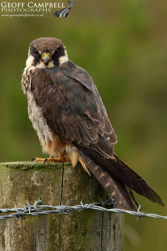 Hobby