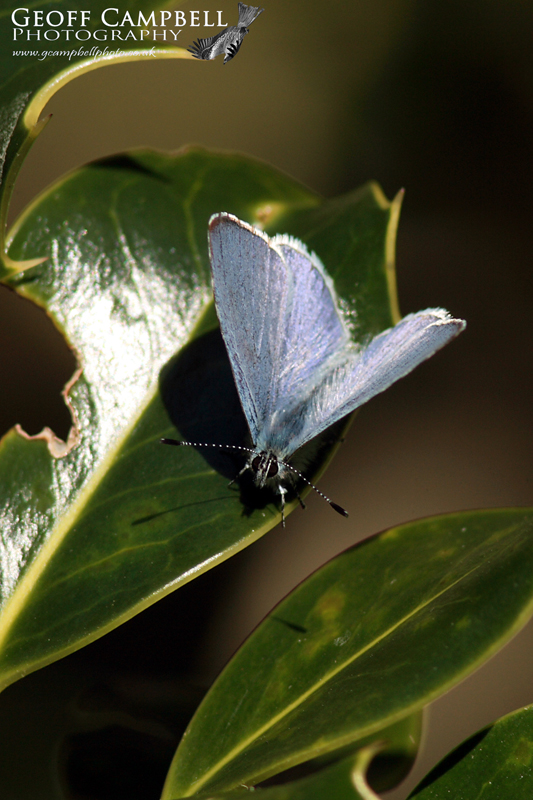 Holly Blue