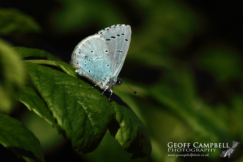 Holly Blue Underwing