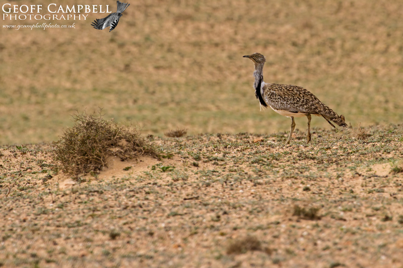 Houbara Bustard (Chlamydotis undulata fuertaventurae)