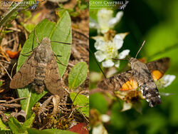 Humming-bird Hawk-moth (Macroglossum stellatarum)