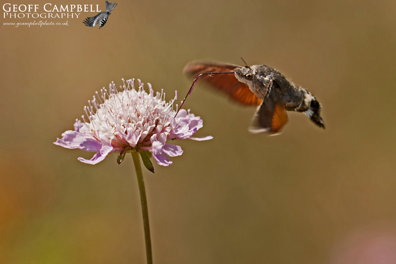 Hummingbird Hawkmoth