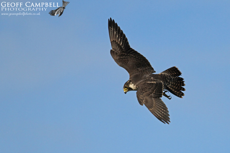 Hunting Peregrine