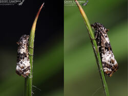 49.096 Hysterophora maculosana - Small Bluebell Beauty