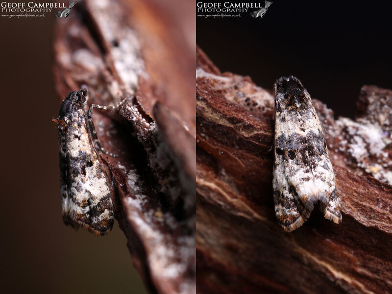 49.096 Hysterophora maculosana - Small Bluebell Beauty