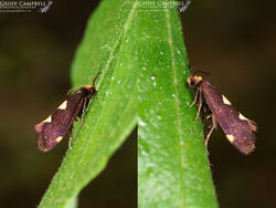 8.003 Incurvaria oehlmanniella - Purple-tinged Cutter