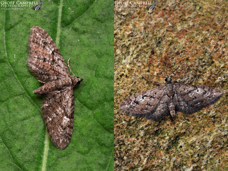 Juniper Pug (Eupithecia pusillata)
