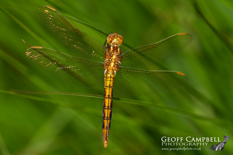 Keeled Skimmer (Orthetrum coerulescens)