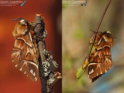 Kentish Glory (Endromis versicolora)