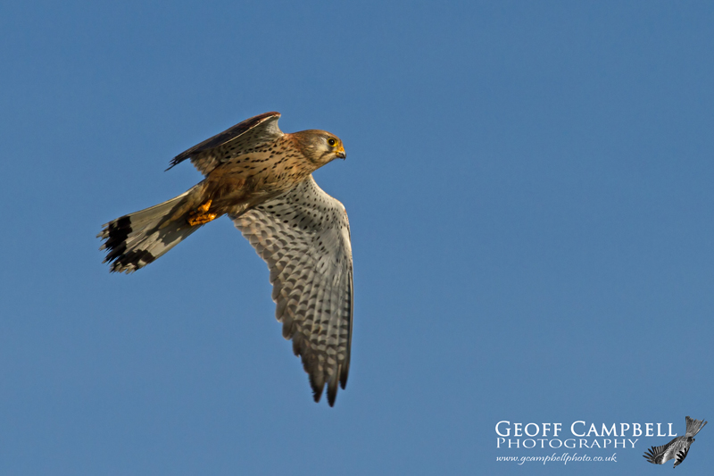 Kestrel