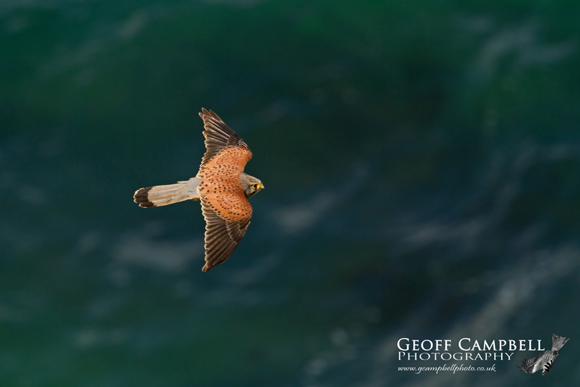 Kestrel Over the Sea