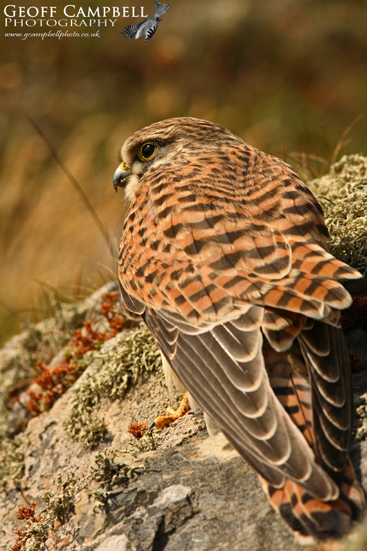 Kestrel