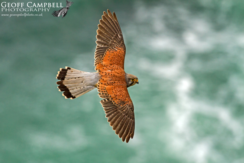 Kestrel in Flight