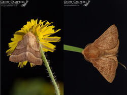 Lackey (Malacosoma neustria)