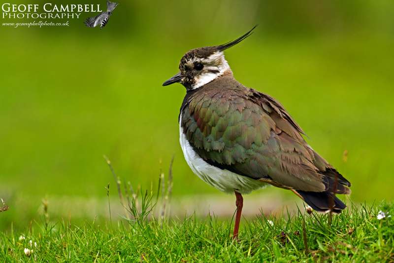 Lapwing