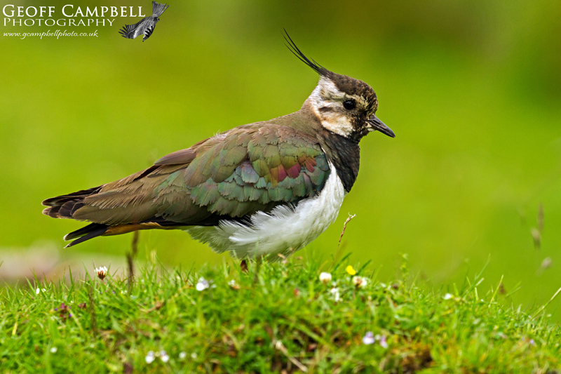 Lapwing