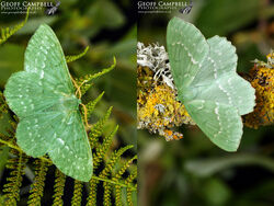 Large Emerald (Geometra papilionaria)