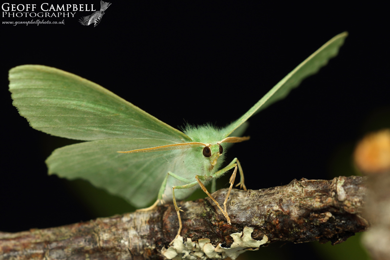 Large Emerald