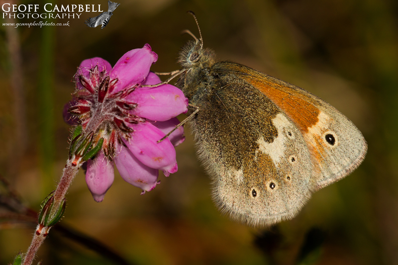 Large Heath