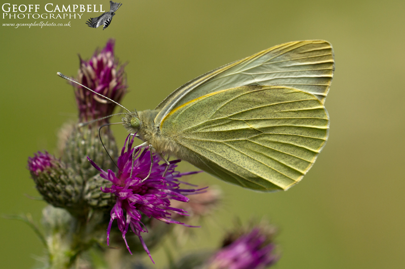 Large White