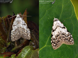 Least Black Arches (Nola confusalis)