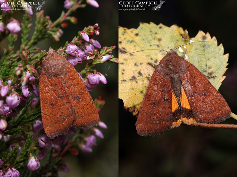 LeastYellowUnderwing