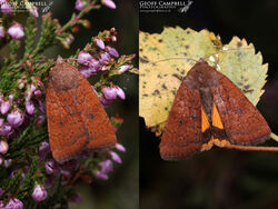 LeastYellowUnderwing