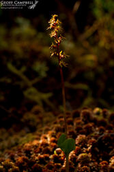 Lesser Twayblade