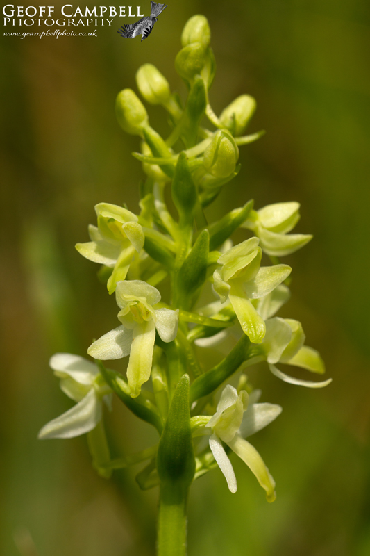 Lesser Butterfly Orchid