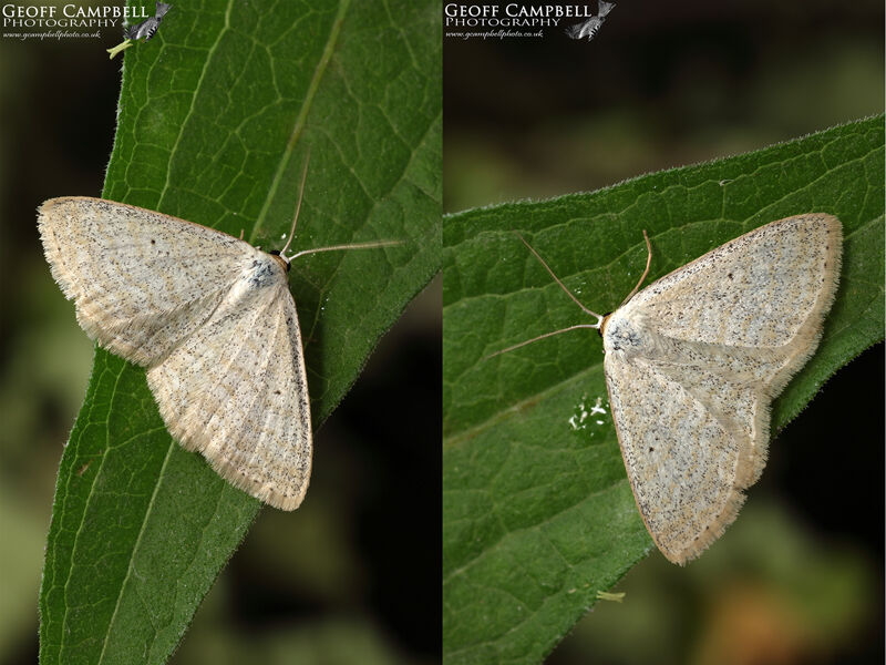 Lesser Cream Wave (Scopula immutata)