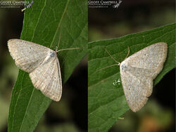 Lesser Cream Wave (Scopula immutata)
