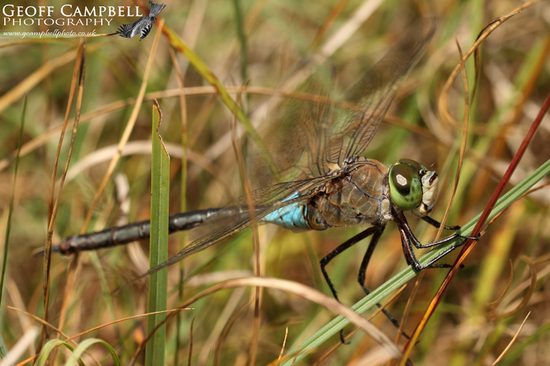 Lesser Emperor (Anax parthenope)