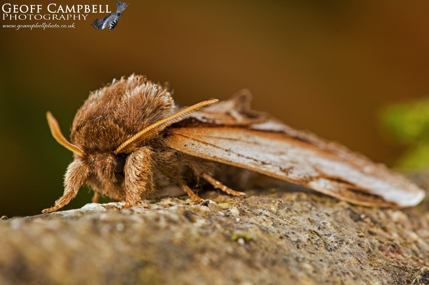 Lesser Swallow Prominent
