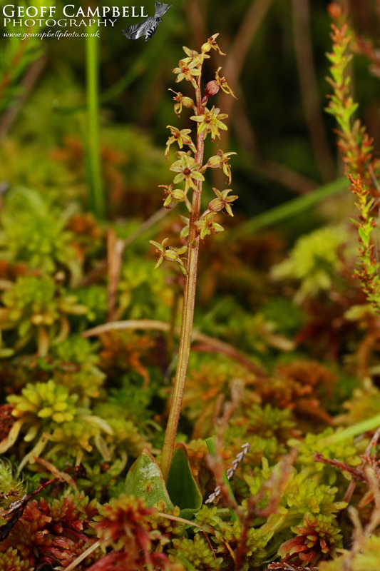 Lesser Twayblade