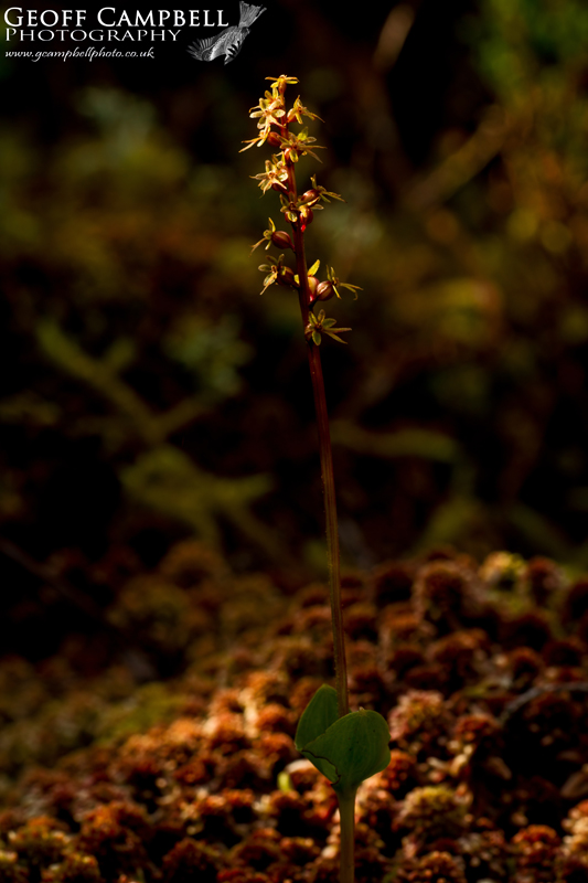Lesser Twayblade