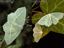Light Emerald (Campaea margaritaria)