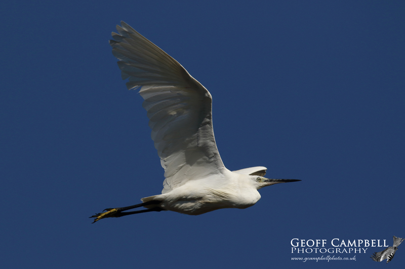 Little Egret in Flight