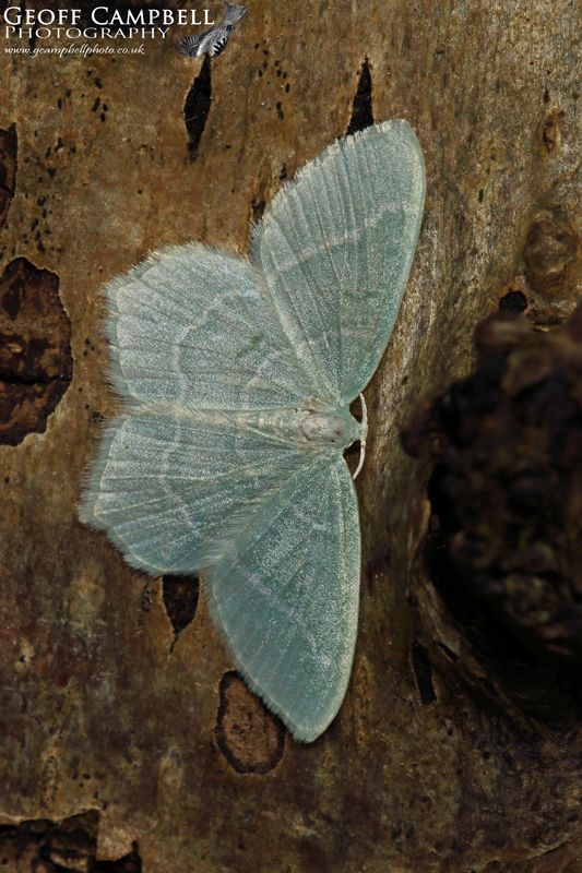 Little Emerald