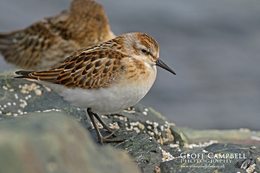 Little Stint