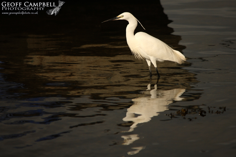 Little Egret