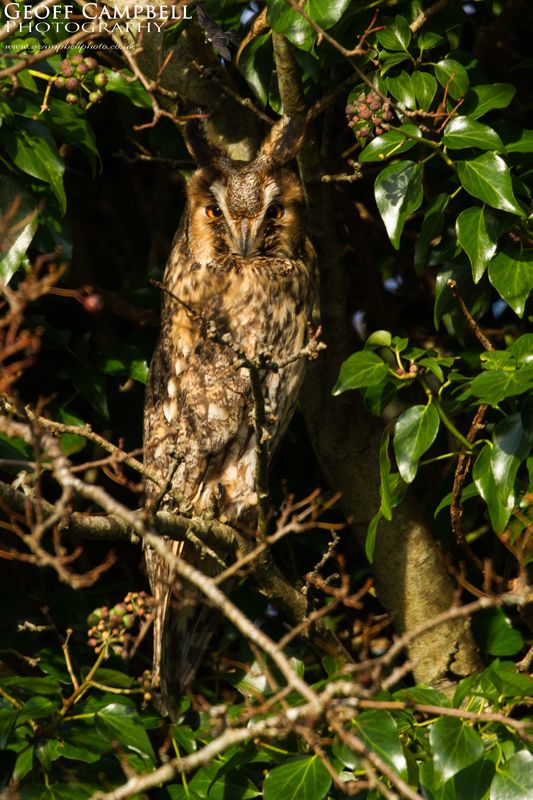 Long Eared Owl