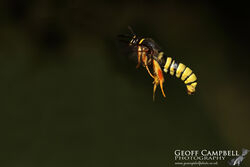 Lunar Hornet Moth in Flight
