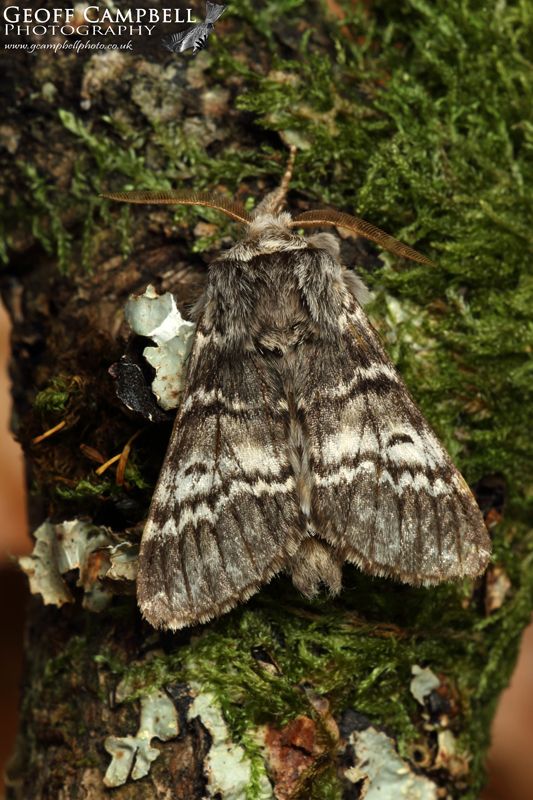 Lunar Marbled Brown