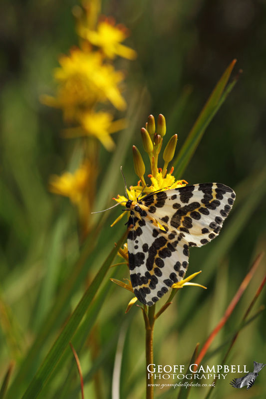 Magpie Moth (Abraxas grossulariata)