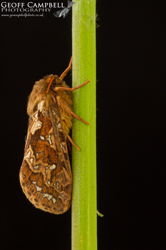 Map Winged Swift