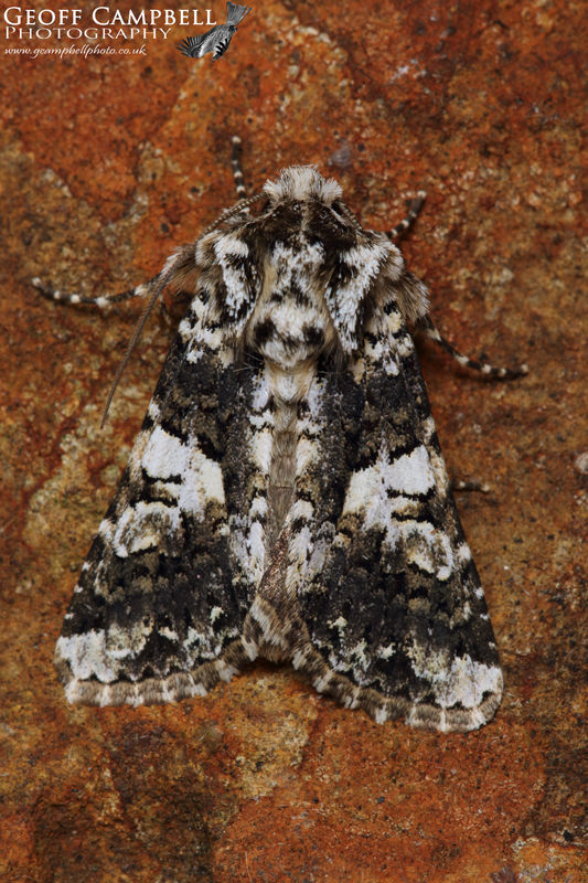 Marbled Coronet (Hadena confusa)