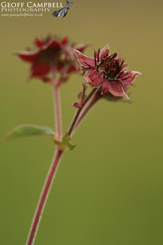 Marsh Cinquefoil