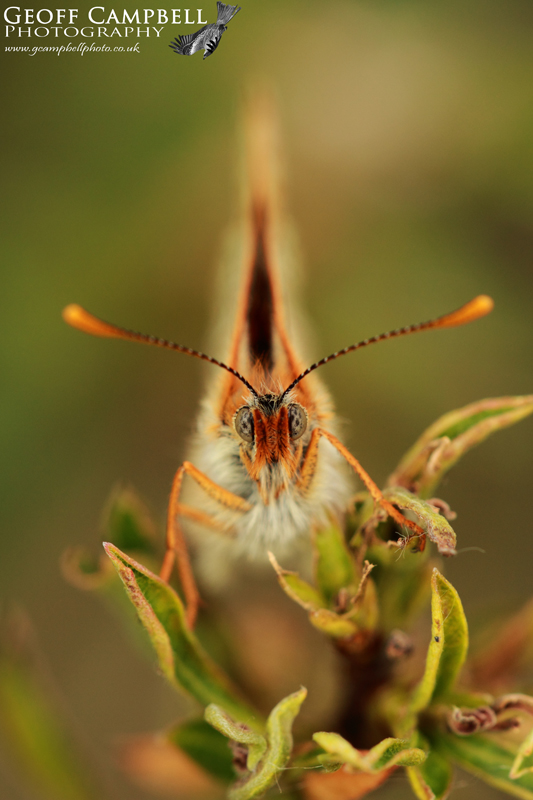 Marsh Fritillary Face to Face