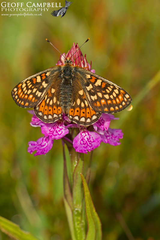 Marsh Fritillary on an Orchid
