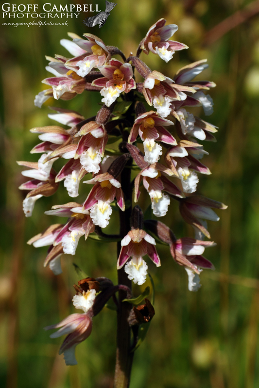 Marsh Helleborine